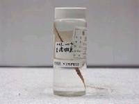 藏品(條紋鰕魚 )的圖片